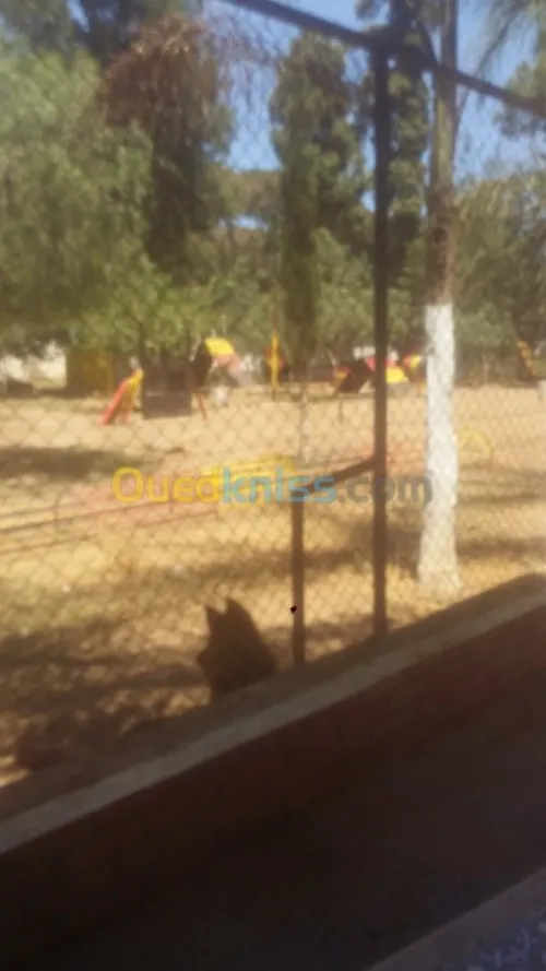 Dressage de chien bouchaoui 