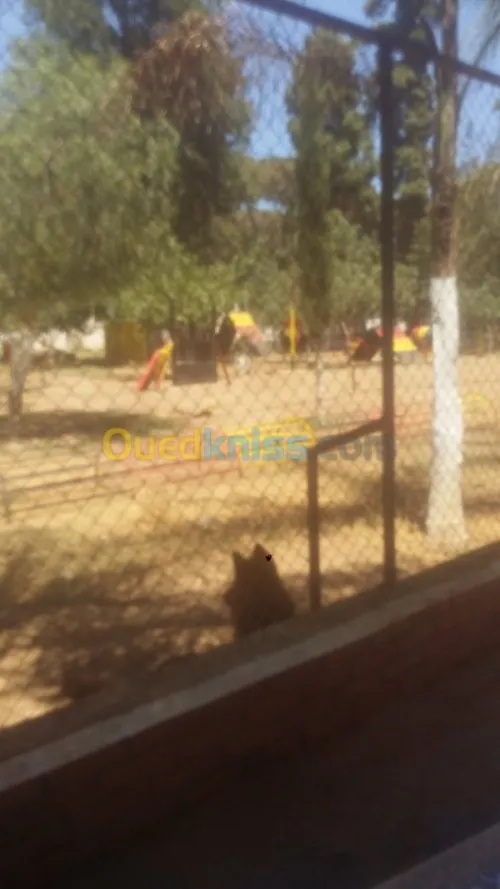 Dressage de chien bouchaoui 