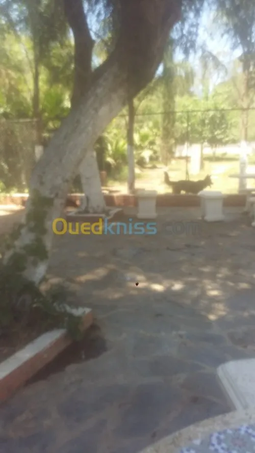Dressage de chien bouchaoui 