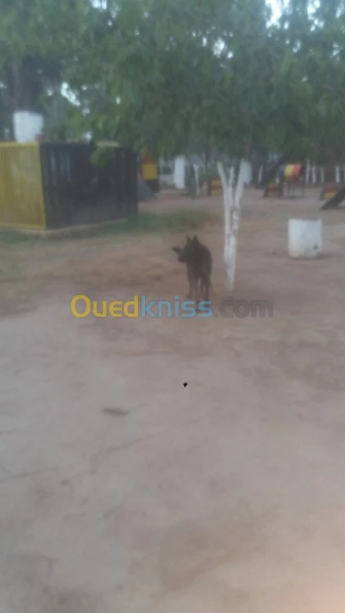Dressage de chien bouchaoui 