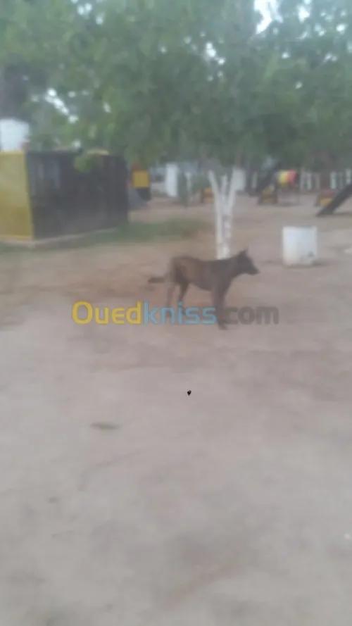 Dressage de chien bouchaoui 