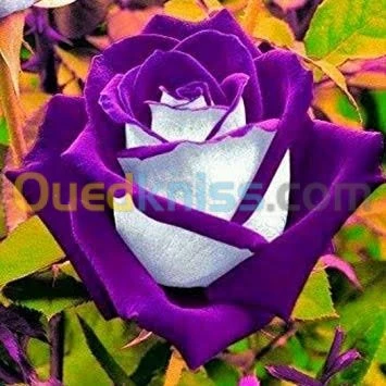 Jardinerie blida rosiers