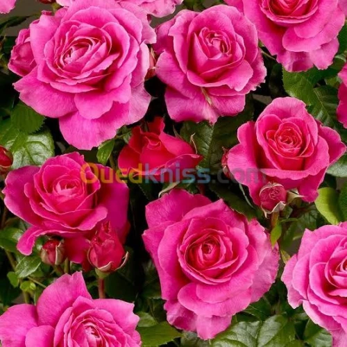 Jardinerie blida rosiers