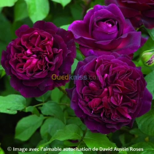 Jardinerie blida rosiers