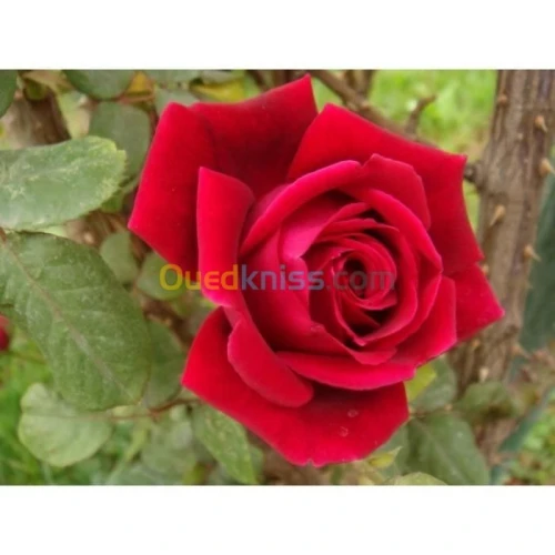 Jardinerie blida rosiers