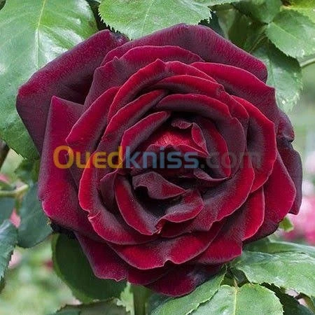 Jardinerie blida rosiers