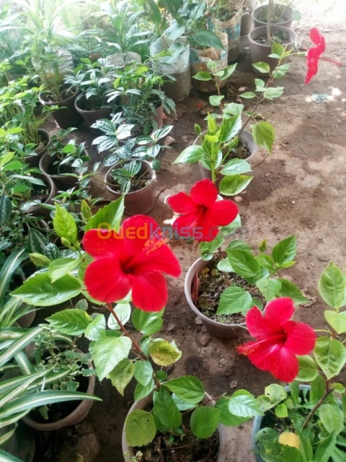 Jardinerie blida rosiers