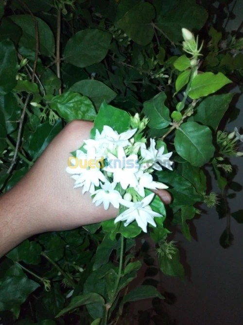 Jardinerie blida rosiers