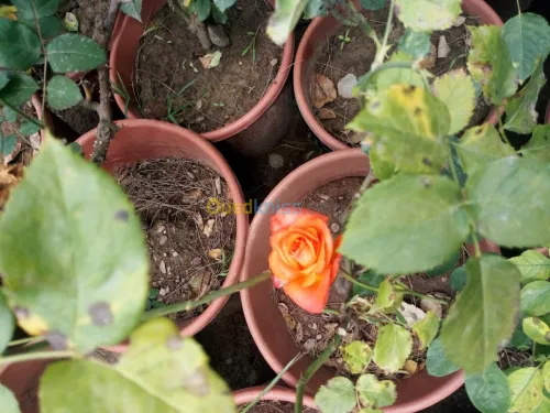 Jardinerie blida rosiers