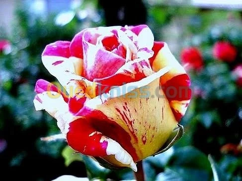 Jardinerie blida rosiers
