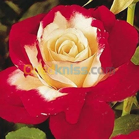 Jardinerie blida rosiers
