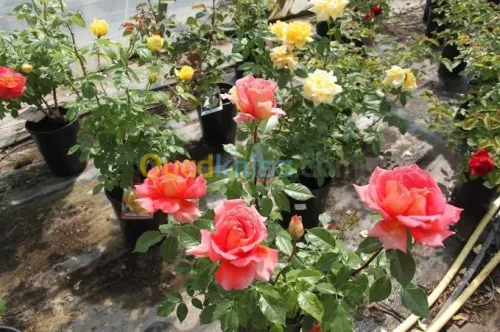 Jardinerie blida rosiers