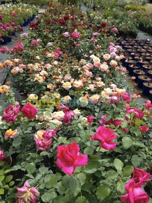 Jardinerie blida rosiers