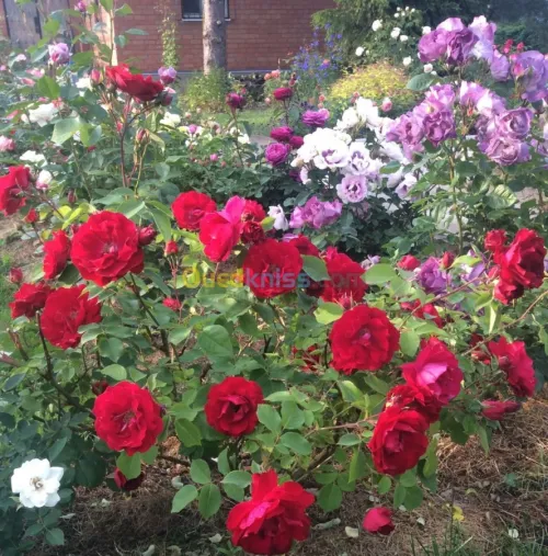 Jardinerie blida rosiers