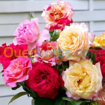 Jardinerie blida rosiers
