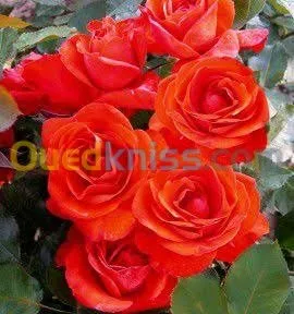 Jardinerie blida rosiers
