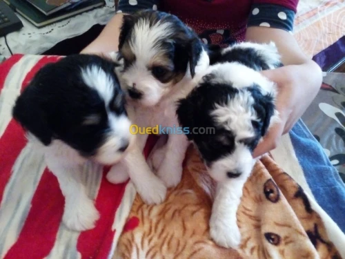 Caniches race bichon