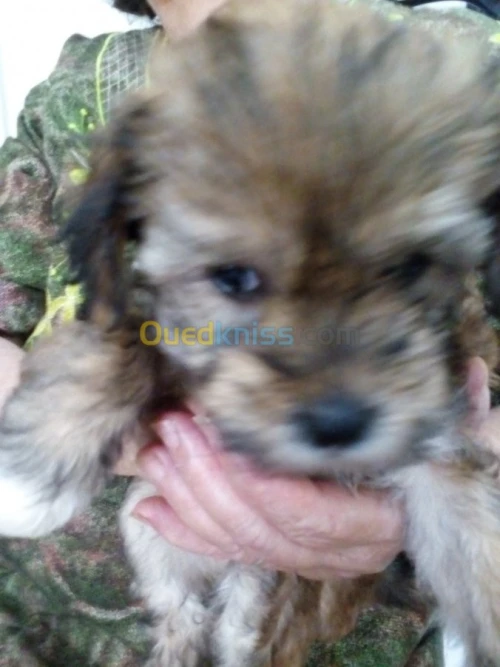 Caniches race bichon