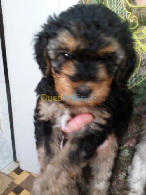 Caniches race bichon