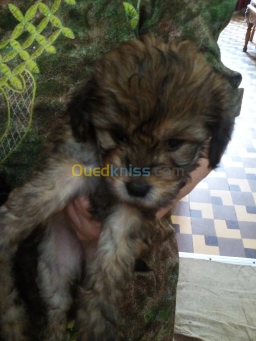 Caniches race bichon