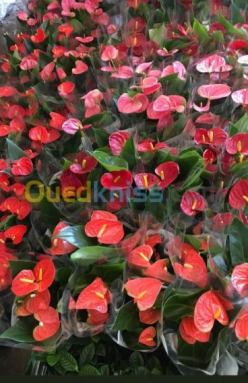Fleuriste
