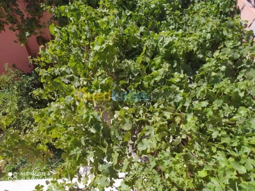Vente Niveau De Villa F2 Tlemcen Souani