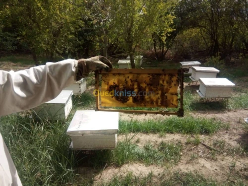 Ruche et essaims d'abeilles