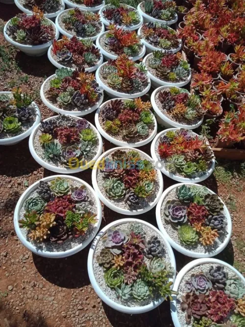 Pépinière Aménagement des espaces ver 