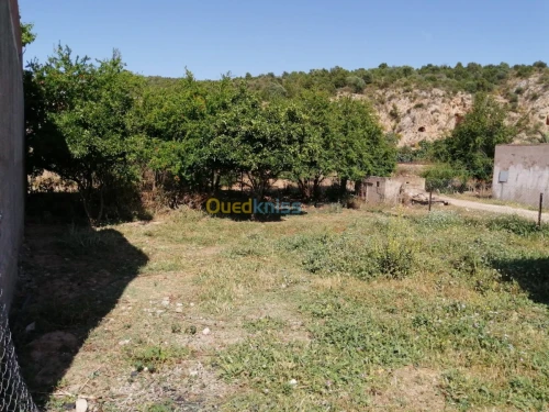 Vente Terrain Tlemcen Ghazaouet