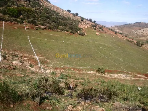 Vente Terrain Tlemcen Beni mester