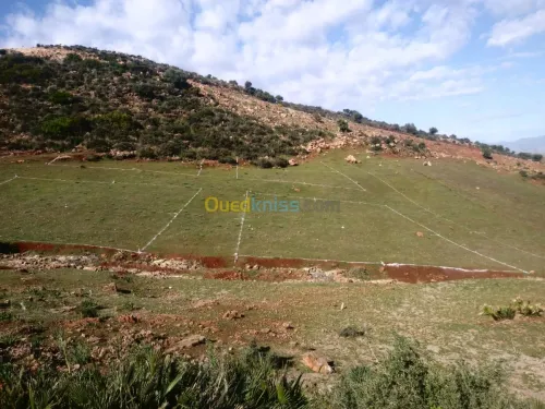 Vente Terrain Tlemcen Beni mester