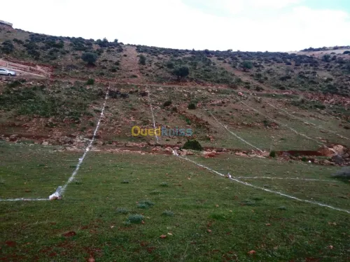 Vente Terrain Tlemcen Beni mester