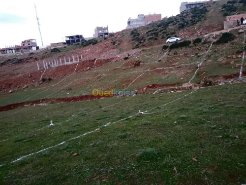 Vente Terrain Tlemcen Beni mester