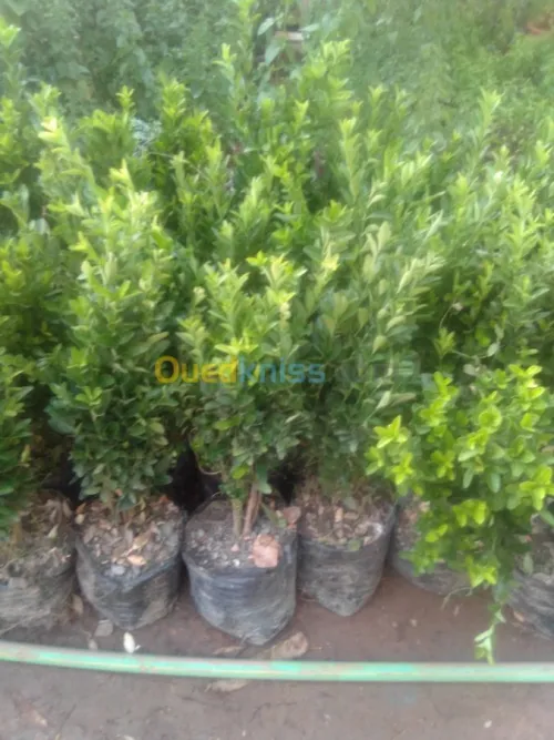 Nettoyage et jardinage