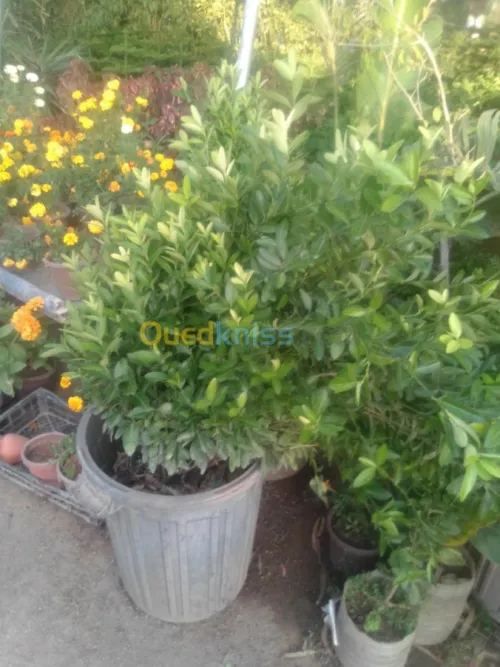 Nettoyage et jardinage