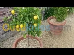 Nettoyage et jardinage