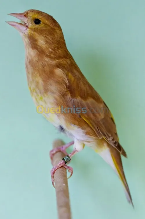 Recherche Verdier mutation brune