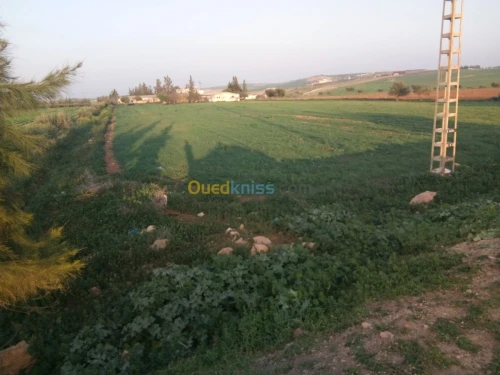 Vente Terrain Tlemcen Zenata