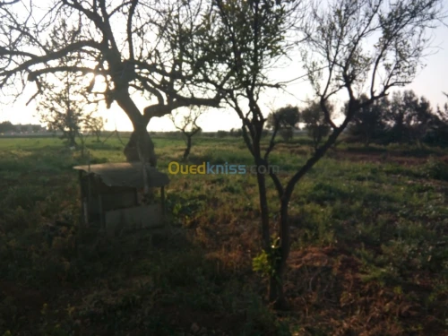 Vente Terrain Tlemcen Zenata