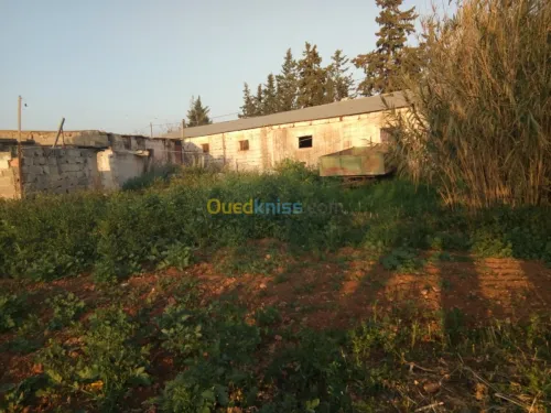 Vente Terrain Tlemcen Zenata