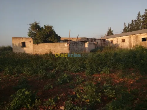 Vente Terrain Tlemcen Zenata