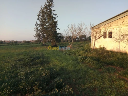 Vente Terrain Tlemcen Zenata