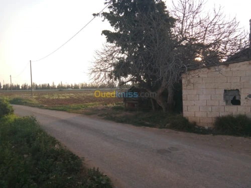 Vente Terrain Tlemcen Zenata