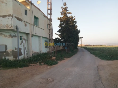 Vente Terrain Tlemcen Zenata