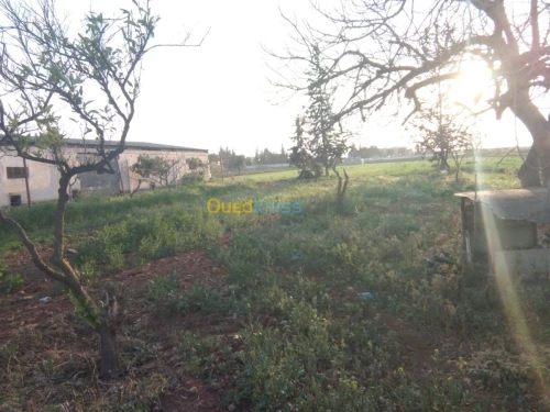 Vente Terrain Tlemcen Zenata