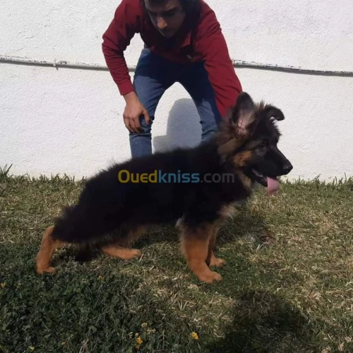 Dz Dogs Kingdom لبيع جميعانواع الكلاب 