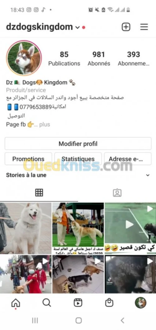 Dz Dogs Kingdom لبيع جميعانواع الكلاب 