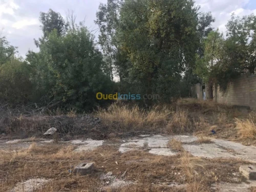 Vente Terrain Constantine Constantine