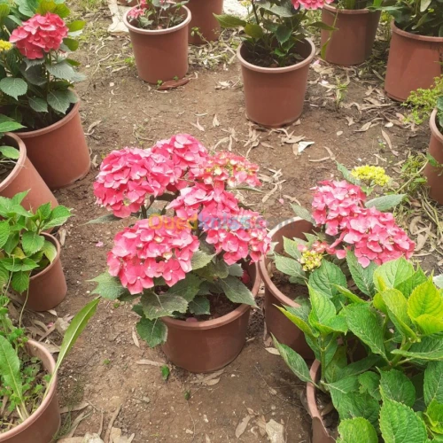 Artisan Décoration jardins 