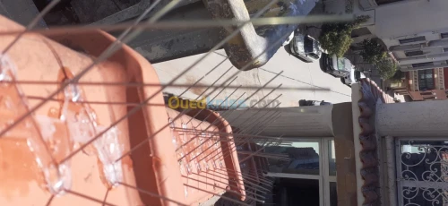 Dépigeonnage
